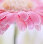 Image result for Pink Colors Photography