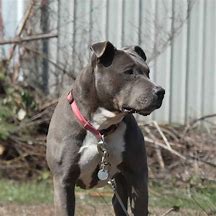 Image result for Blue Chevron Pit Bull