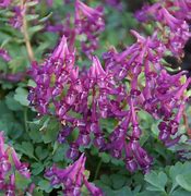 Image result for corydalis_solida