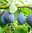 Image result for Small Plum Tree