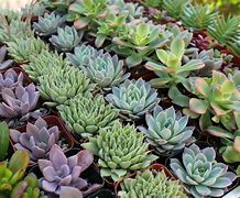 Image result for Cactus Succulent Type Plants