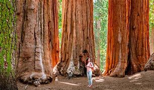 Image result for Giant World Trees