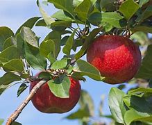 Image result for Full-Grown Honeycrisp Apple Tree