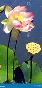 Image result for Lotus Flower Pod in Basket