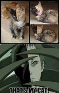 Image result for Cat Akatsuki Meme Pinterest