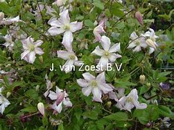 Image result for Clematis viticella little nell