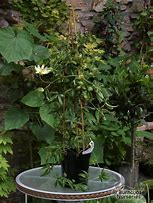 Image result for Passiflora caerulea Constance Elliot