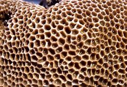 Image result for Trypophobia iPhone Troll