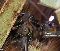Image result for Dayak Fruit Bat