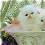 Image result for Happy White Cat