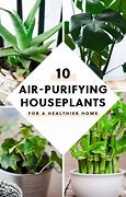 Image result for Best Air Purifier Plants