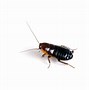 Image result for Cricket vs Cockroach