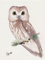 Image result for Owl Drawing
