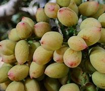 Image result for Pistachio Tree Images
