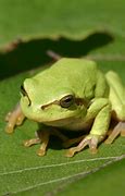 Image result for Swaggy Frog