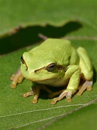 Image result for Frog Puns