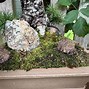 Image result for Dry Wood Moss Bonsai