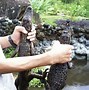 Image result for BAE Caiman