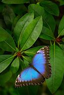 Image result for Things That Are Blue and Brown in Nature