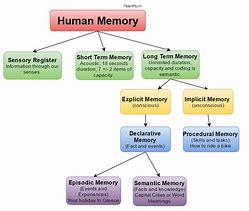 Image result for Memory Psychology Illustrated Diagram
