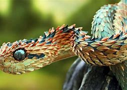 Image result for Top 10 Unusual Animals