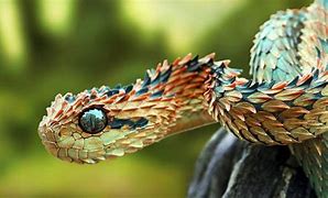 Image result for Cool Rare Animals