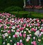 Image result for tulipanes