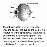 Image result for Eye Structure Retina