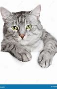 Image result for Gray Cat Banner