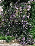 Image result for Solanum jasminoides