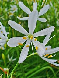 Image result for Anthericum liliago Janous