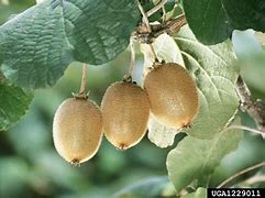 Image result for Actinidia Kolomikta