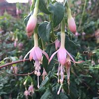 Image result for Fuchsia magellanica molinae