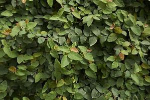 Image result for Climbing Vine Identification