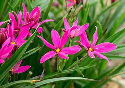 Image result for Rhodoxis Irene