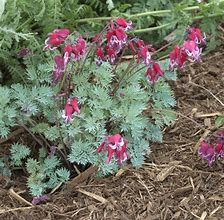 Image result for Dicentra Burning Hearts