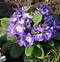 Image result for Primula auricula Shere