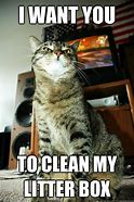 Image result for Cat Leaving Litter Box Meme