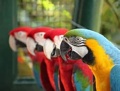 Image result for Beautiful Tropical Birds