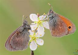Image result for coenonympha_pamphilus
