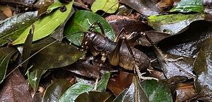Image result for Giant King Cricket