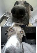 Image result for iPhone Dog Theme