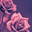 Image result for Mobile Screen iPhone Rose Gold