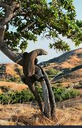 Image result for Adult Komodo Dragon Climbing Tree