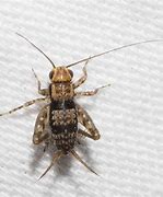 Image result for Ground Cricket Insect