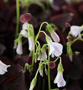 Oxalis triangularis Mijke కోసం చిత్ర ఫలితం