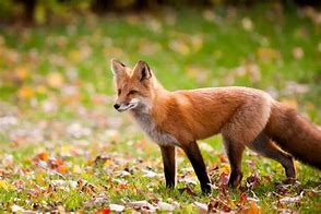 Image result for Fox Fur Colors