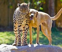 Image result for Pit Cross Cheetah