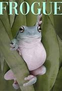 Image result for Orange Frog Meme