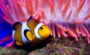 Image result for iPhone Fish Wallpaper 4K